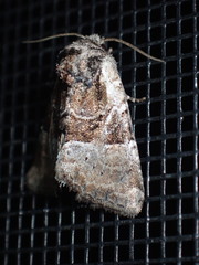 Meropleon ambifusca