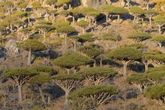 Dracaena cinnabari image