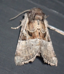 Meropleon ambifusca