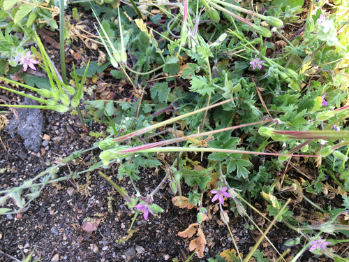 iNaturalist observation photo of Geranium family