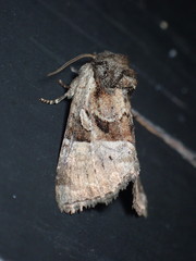 Meropleon ambifusca