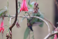 Coeligena helianthea