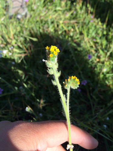 iNaturalist observation photo of Fiddlenecks
