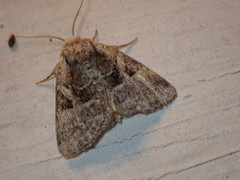 Meropleon ambifusca