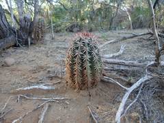 Melocactus lemairei