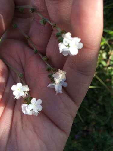 iNaturalist observation photo of Popcornflowers