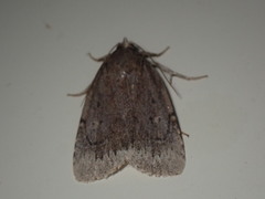 Amphipyra glabella