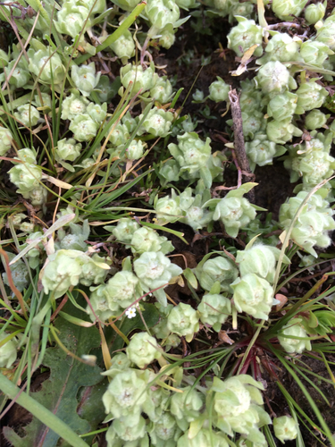 iNaturalist observation photo of low woolly marbles