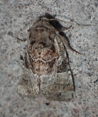 Meropleon ambifusca