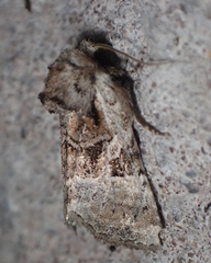 Meropleon ambifusca