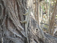 Sceloporus albiventris