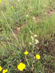 Thysanocarpus radians
