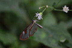 Ithomia agnosia zikani
