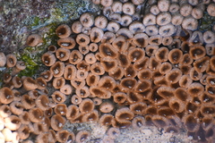 Palythoa grandiflora