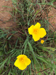 Eschscholzia lobbii