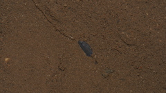 Phagocata velata