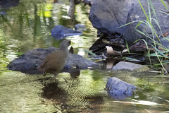 Amaurornis moluccana