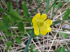 Ranunculus alismifolius