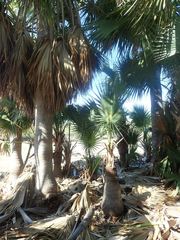 Sabal domingensis