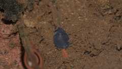 Phagocata velata