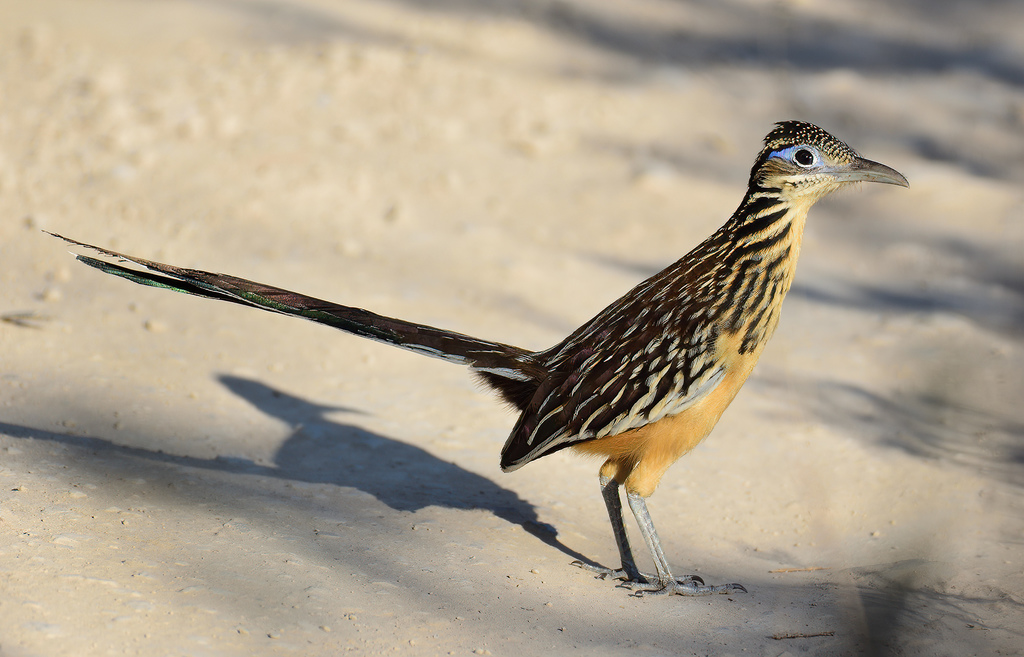 Lesser Roadrunner