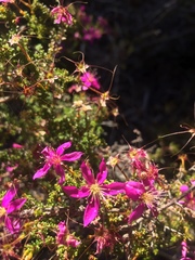 Calytrix fraseri