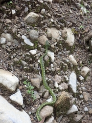 Bothriechis nigroviridis