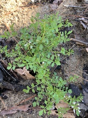 Cardamine parviflora
