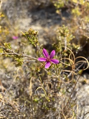 Calytrix fraseri