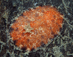 Platydoris ellioti