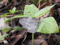 Dismorphia crisia foedora