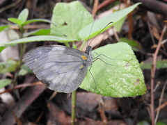 Dismorphia crisia foedora