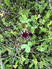 Trifolium variegatum