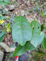Eustigma oblongifolium