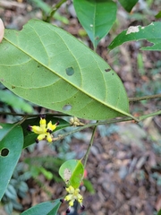 Eustigma oblongifolium