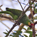 Yellow-cheeked Red-lored Parrot - Photo (c) Ad Konings, some rights reserved (CC BY-NC), uploaded by Ad Konings
