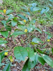 Eustigma oblongifolium