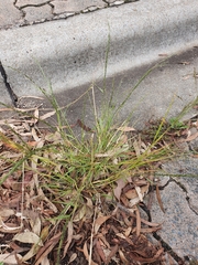 Eragrostis parviflora