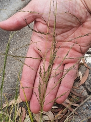 Eragrostis parviflora