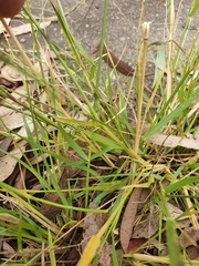 Eragrostis parviflora