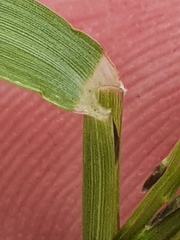 Eragrostis parviflora