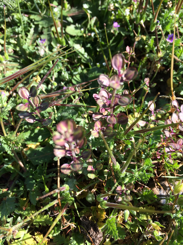 iNaturalist observation photo of Pepperweeds