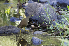 Amaurornis moluccana