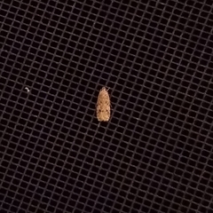 Stoeberhinus testaceus