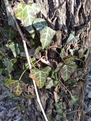 Hedera helix