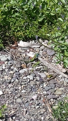 Cnemidophorus ruatanus