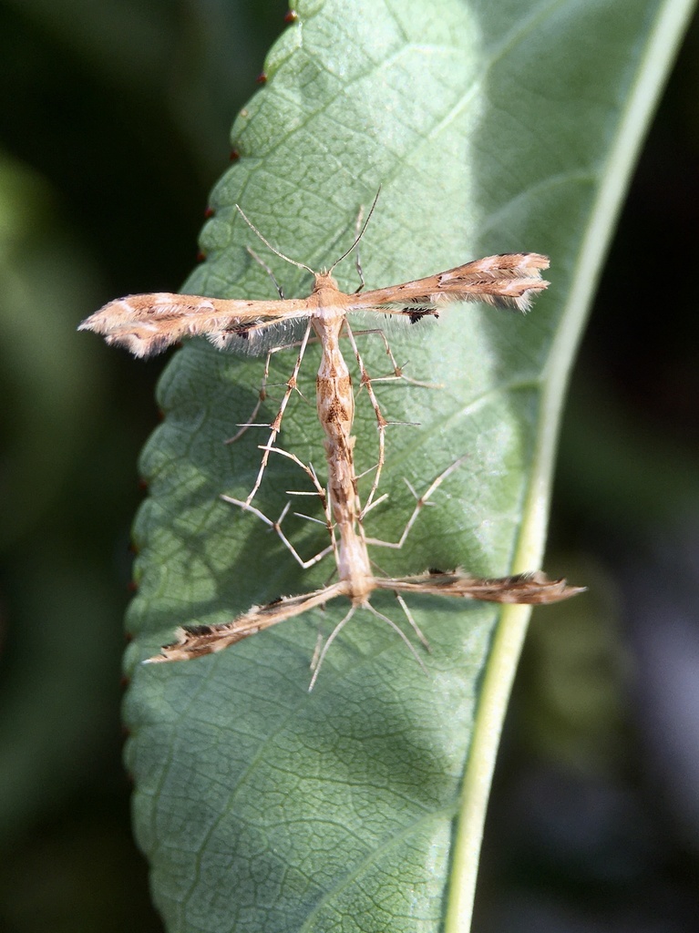 Fire-flag Plume Moth