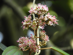 Miconia caudata