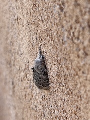 Apotolype brevicrista