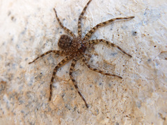 Selenops radiatus